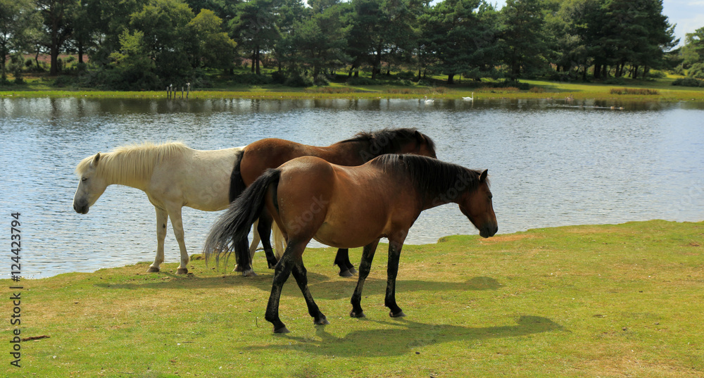 New Forest Tour & Lymington