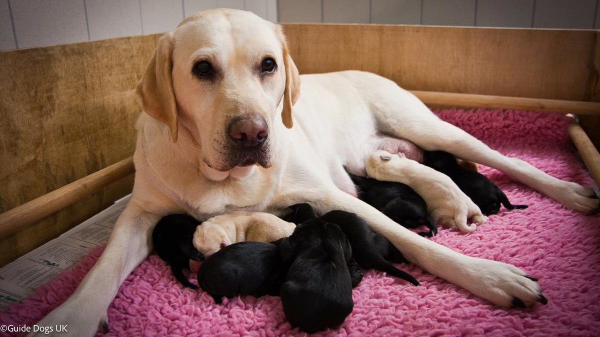 National Guide Dogs Breeding Centre 