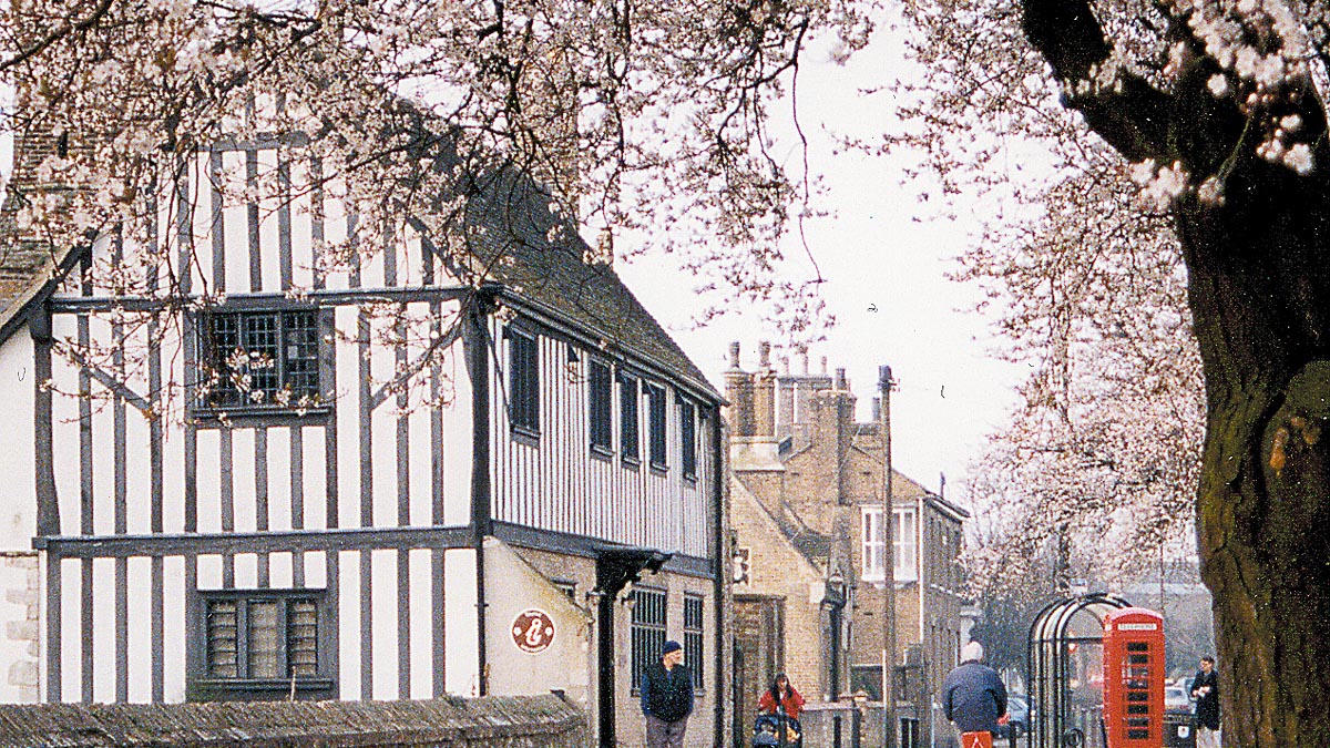 Ely Cherry Blossom