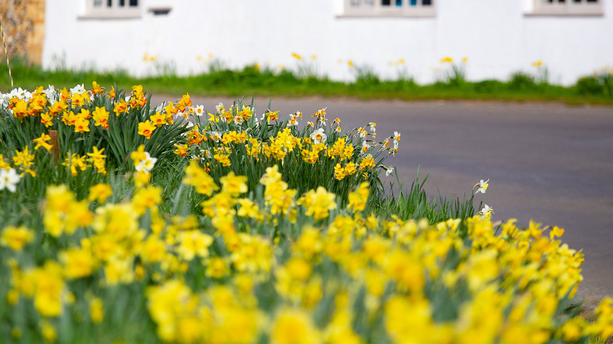 daffodils close up