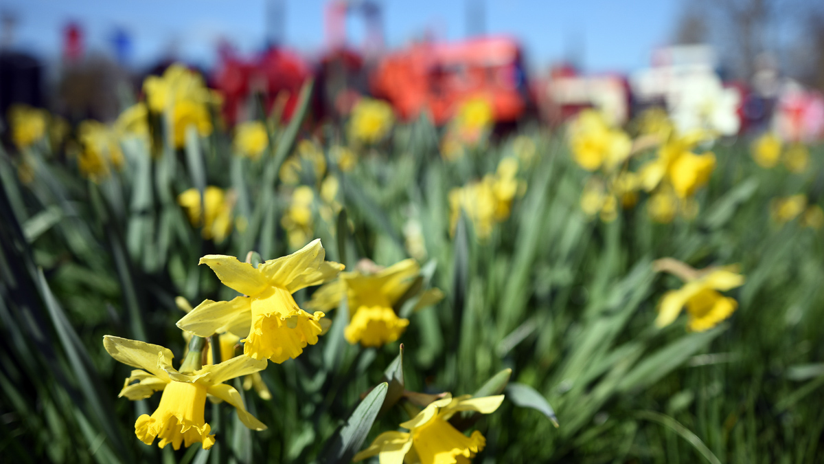 Thriplow Daffodils & Country Fair