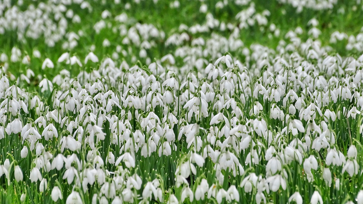 Snowdrops at Colesbourne Gardens & Bicester