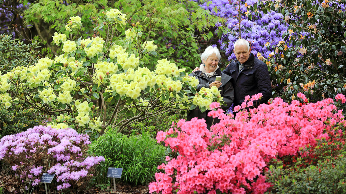 RHS - Wisley Gardens Flower Show