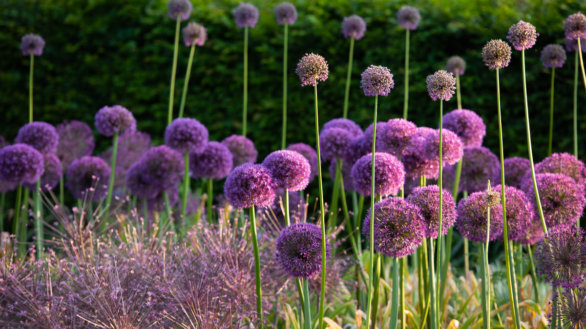 RHS wisely garden close up of flowers