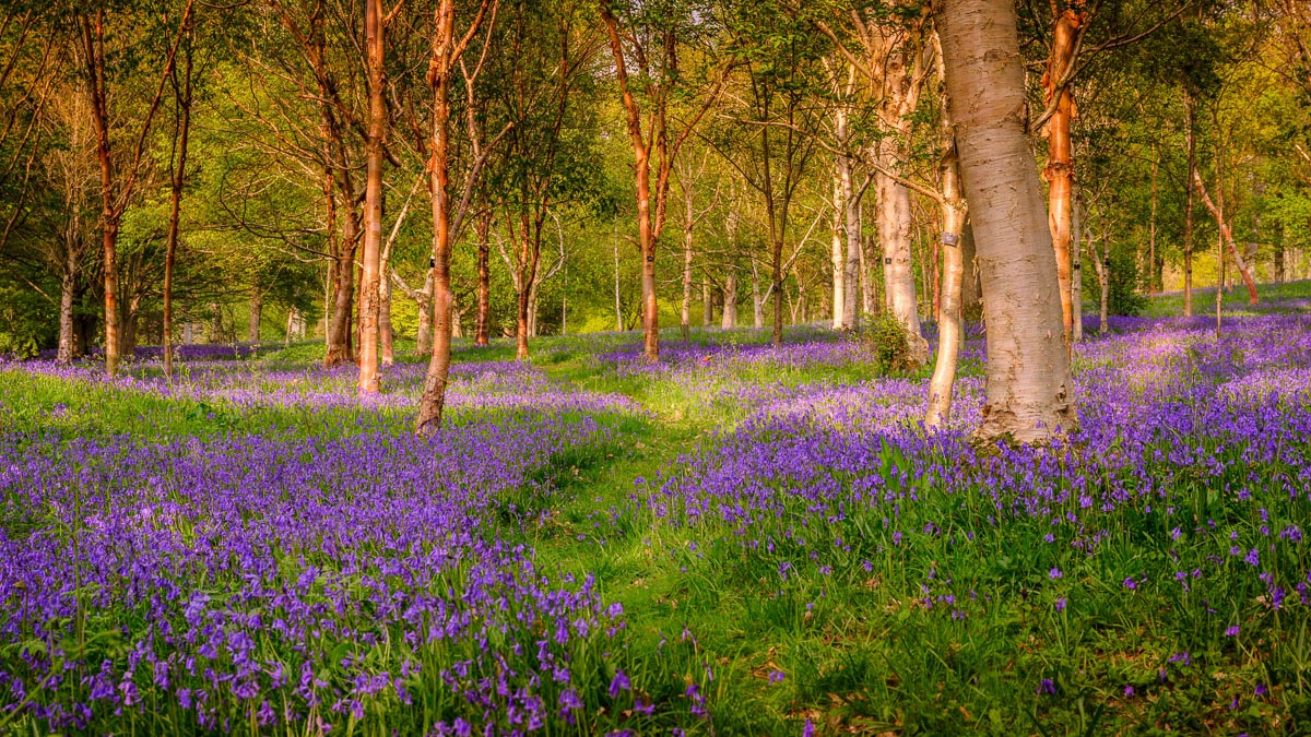 field of flowers with path at Wakehurst Botanical Gardens, coach day trip luton