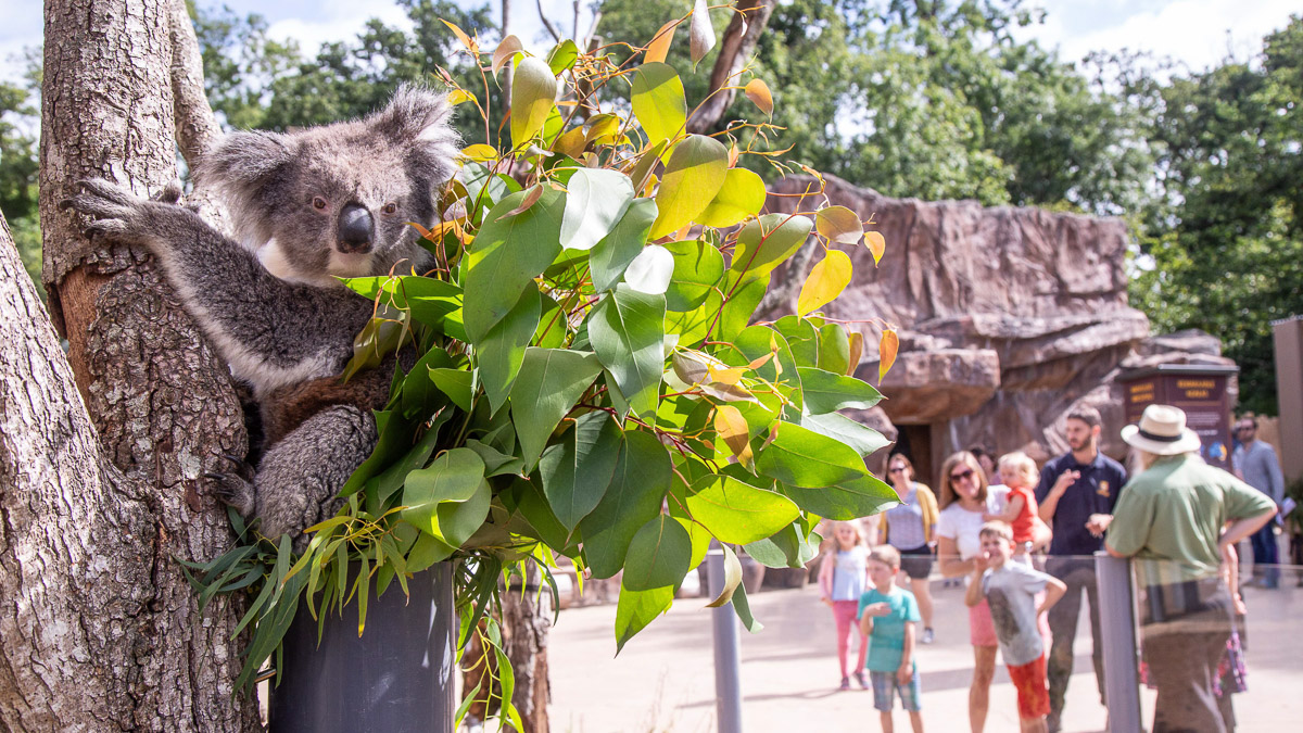 Koala Creek at Longleat