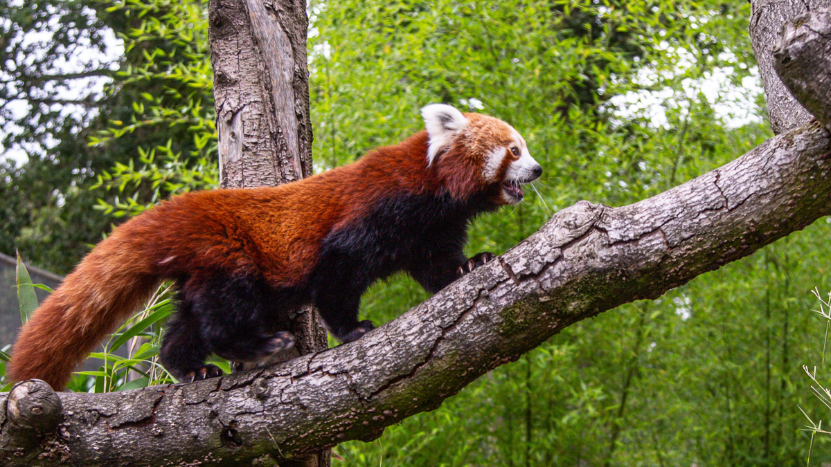 Red panda climbing tree at longleat