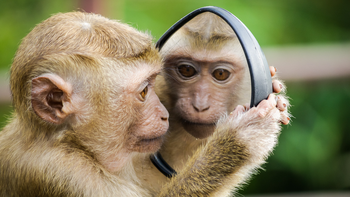 monkey in mirror