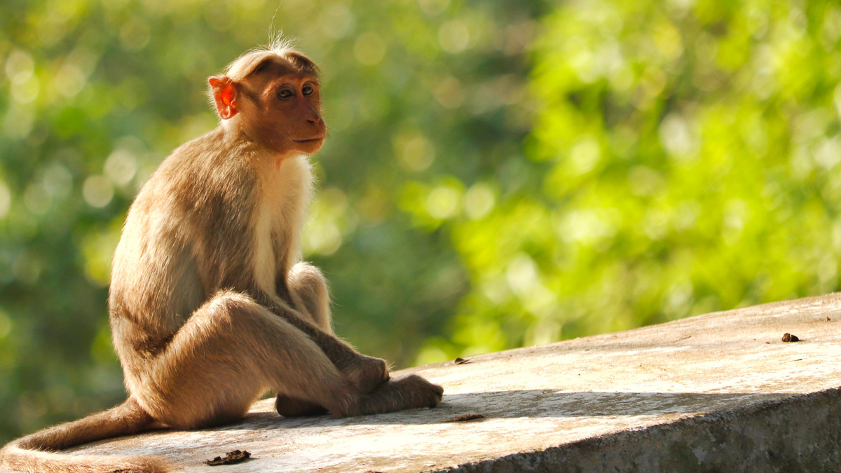 monkey world coach trip