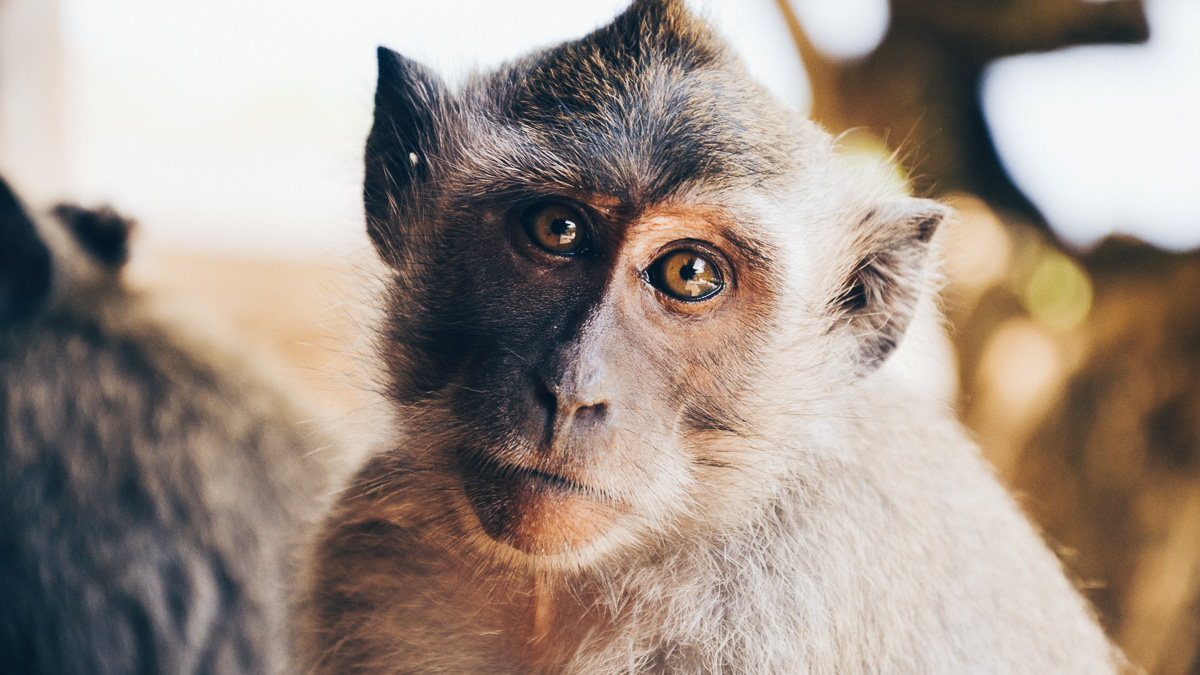 Monkey World - Dorset